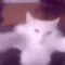dancecat