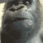 GorillaWhoa