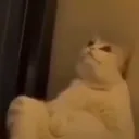 spacedoutcat Discord Emoji