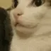 Cat_Shhh Cat_Shhh