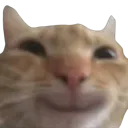 smilcat