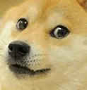 doge~4 Discord Emoji