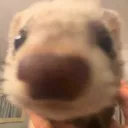 Ferret_2