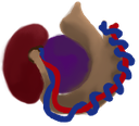kidneyfox Discord emoji