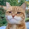 disappointedcat disappointedcat