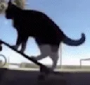 olliecat