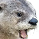 mammal_northamericanriverotter_6