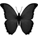 black_butterfly