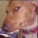 SUSDOG