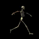skullrun skullrun