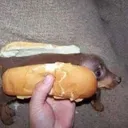 perrohot