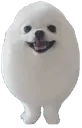 egg_dog