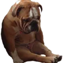 pb_saddoggo