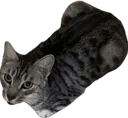 simonwhy simonwhy