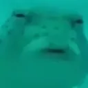 ConfusedFish