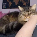 rubycat Discord Emoji