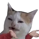 catWtf