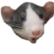 Ratpog
