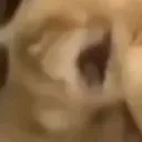 Scweam