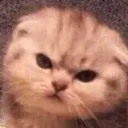 Angrycat angrycat Discord Emoji