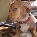 wym