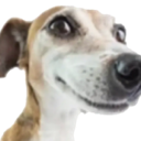wutdogdoin Discord emoji