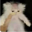 cat_bald