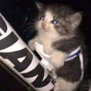 cat_smol Discord emoji