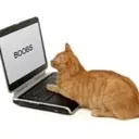 CatLookingAtScreen Discord Emoji