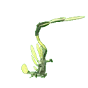 spin spin