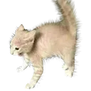 cat_surly
