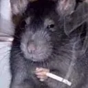 cigarat