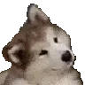 confused_dog