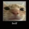 snoff