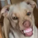 yuckdoge