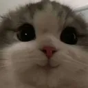 chi_melsa