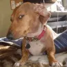dogsus dogsus