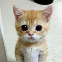 catShawny