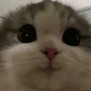 ADCatHeh