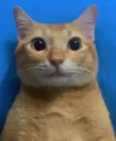 premarbonar premarbonar
