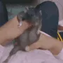 ratdance