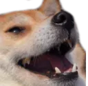 c_dogkek