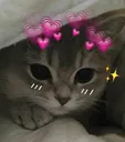 zZ_cat_shy