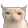 bruhcat