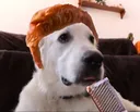 RickrollDog12 RickrollDog12
