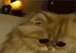 cat_worried