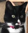 whatulookingatGig