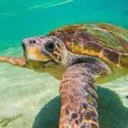 SeaTurtle
