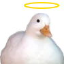 holy_duck