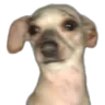 scared_dog scared_dog